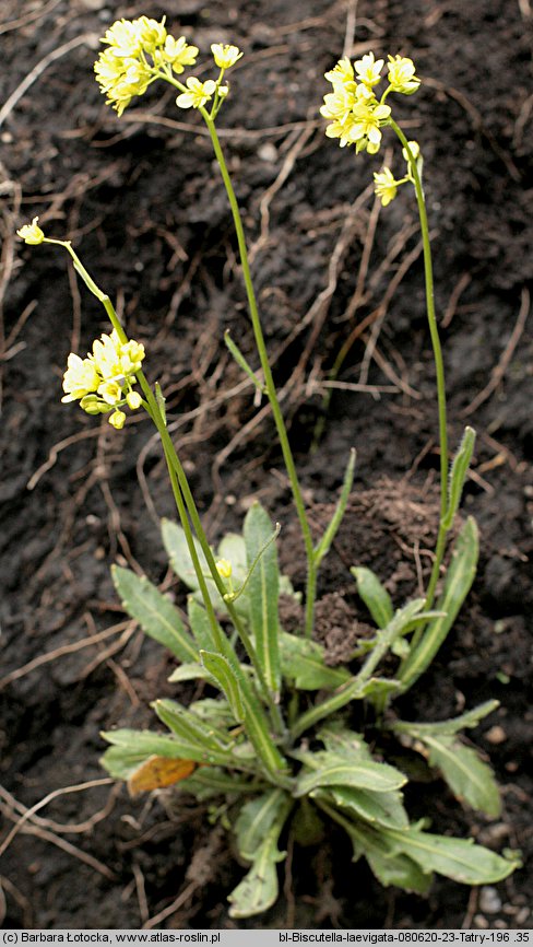 Biscutella laevigata (pleszczotka górska)