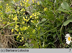 Biscutella laevigata (pleszczotka górska)