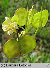 Biscutella laevigata (pleszczotka górska)