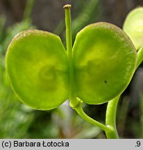 Biscutella laevigata (pleszczotka górska)