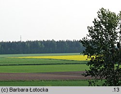 Brassica napus ssp. napus (kapusta rzepak typowa)