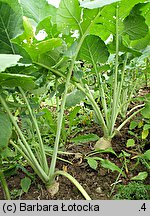 Brassica napus ssp. napobrassica (kapusta rzepak karpiel)