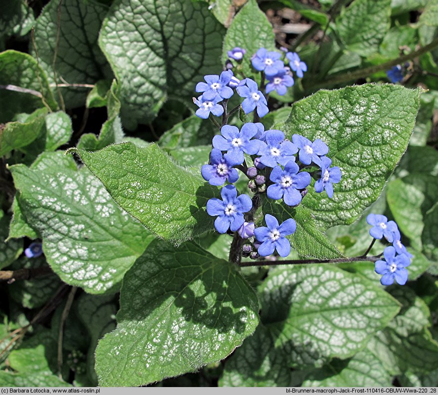 Brunnera macrophylla Jack Frost