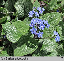 Brunnera macrophylla Jack Frost