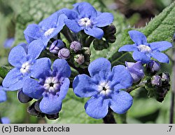 Brunnera macrophylla Jack Frost