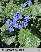 Brunnera macrophylla Jack Frost