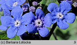 Brunnera macrophylla Jack Frost