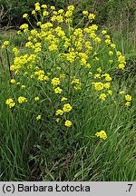 Bunias orientalis (rukiewnik wschodni)