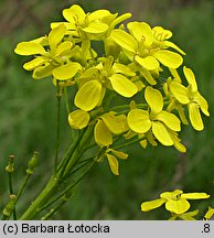 Bunias orientalis (rukiewnik wschodni)