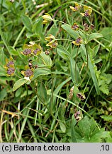 Bupleurum ranunculoides (przewiercień jaskrowaty)