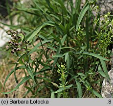 Bupleurum ranunculoides (przewiercień jaskrowaty)