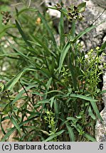 Bupleurum ranunculoides (przewiercień jaskrowaty)