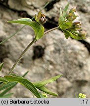 Bupleurum ranunculoides (przewiercień jaskrowaty)