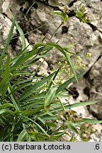 Bupleurum ranunculoides (przewiercień jaskrowaty)