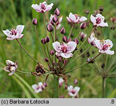 Butomus umbellatus (łączeń baldaszkowy)