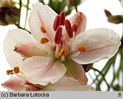 Butomus umbellatus (łączeń baldaszkowy)