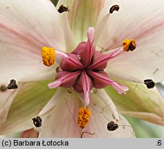 Butomus umbellatus (łączeń baldaszkowy)