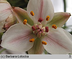 Butomus umbellatus (łączeń baldaszkowy)