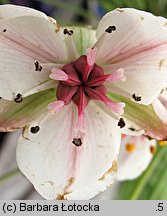 Butomus umbellatus (łączeń baldaszkowy)