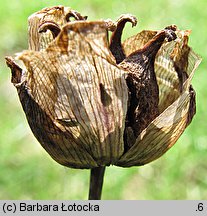 Butomus umbellatus (łączeń baldaszkowy)