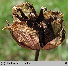 Butomus umbellatus (łączeń baldaszkowy)