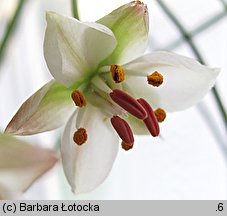 Butomus umbellatus (łączeń baldaszkowy)