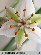 Butomus umbellatus (łączeń baldaszkowy)