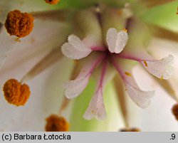 Butomus umbellatus (łączeń baldaszkowy)