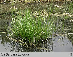 Butomus umbellatus (łączeń baldaszkowy)