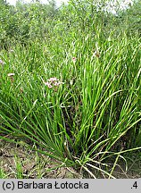 Butomus umbellatus (łączeń baldaszkowy)