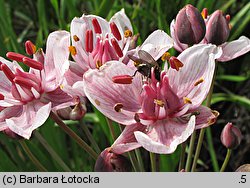 Butomus umbellatus (łączeń baldaszkowy)