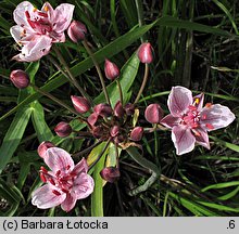 Butomus umbellatus (łączeń baldaszkowy)