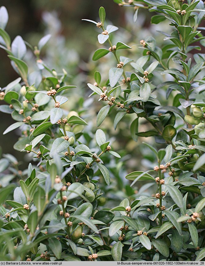 Buxus sempervirens (bukszpan wieczniezielony)