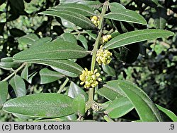 Buxus sempervirens (bukszpan wieczniezielony)