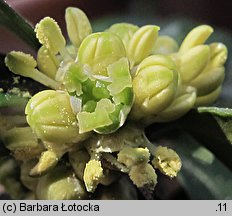 Buxus sempervirens (bukszpan wieczniezielony)