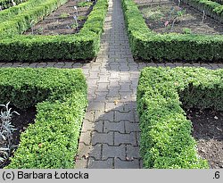 Buxus sempervirens (bukszpan wieczniezielony)