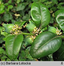 Buxus sempervirens (bukszpan wieczniezielony)