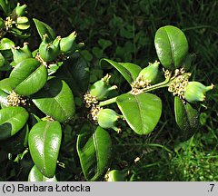 Buxus sempervirens (bukszpan wieczniezielony)