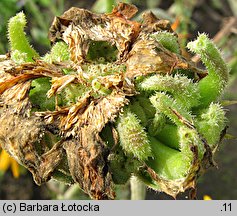 Calendula officinalis (nagietek lekarski)