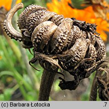 Calendula officinalis (nagietek lekarski)