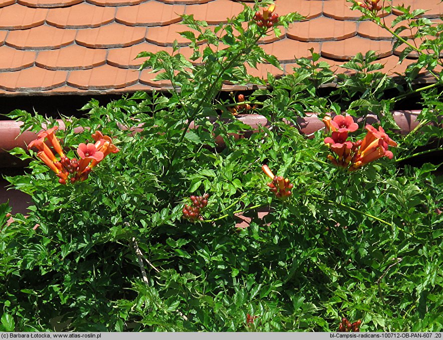 Campsis radicans (milin amerykański)