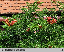 Campsis radicans (milin amerykański)