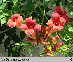 Campsis radicans (milin amerykański)