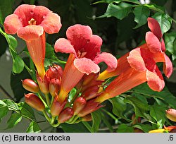 Campsis radicans (milin amerykański)