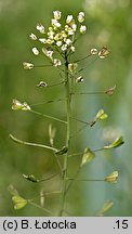 Capsella bursa-pastoris (tasznik pospolity)