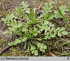 Capsella bursa-pastoris (tasznik pospolity)