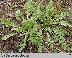 Capsella bursa-pastoris (tasznik pospolity)