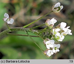 Capsella bursa-pastoris (tasznik pospolity)