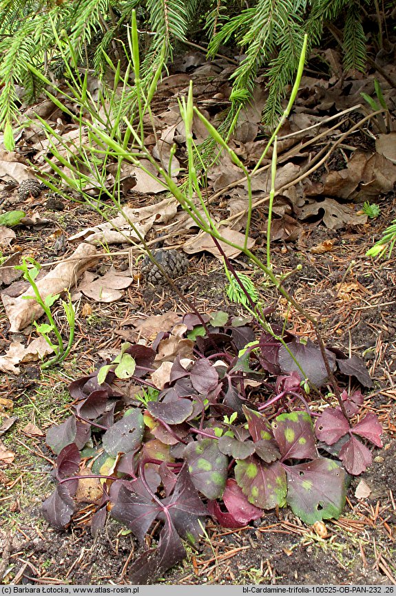 Cardamine trifolia (rzeżucha trójlistkowa)