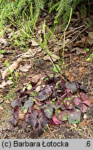 Cardamine trifolia (rzeżucha trójlistkowa)